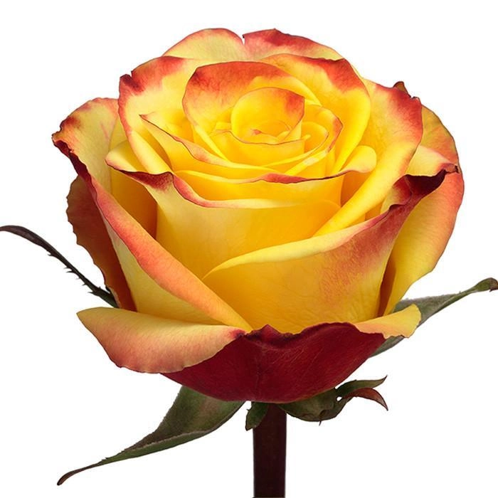 Rose high & yellow magic