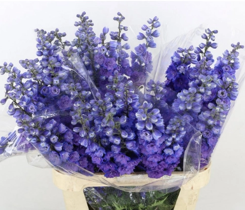 Delphinium christel