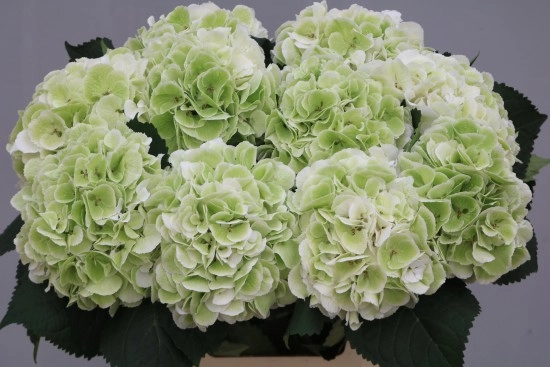 Hydrangea schneeball classic