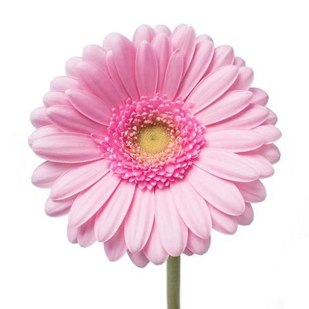 Gerbera mini kimsey