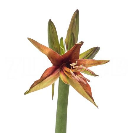 Hippeastrum merenque