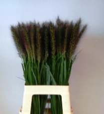 Pennisetum red
