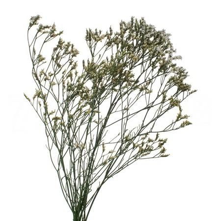 Limonium diamond cool