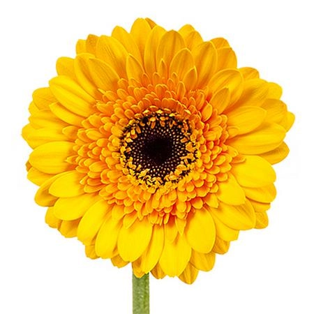 Gerbera mini davidson