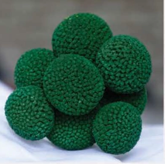 Craspedia tinted green | Wholesale flowers, plants and supplies Craspedia tinted green