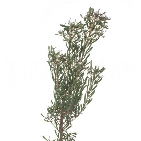 Leucadendron galpini