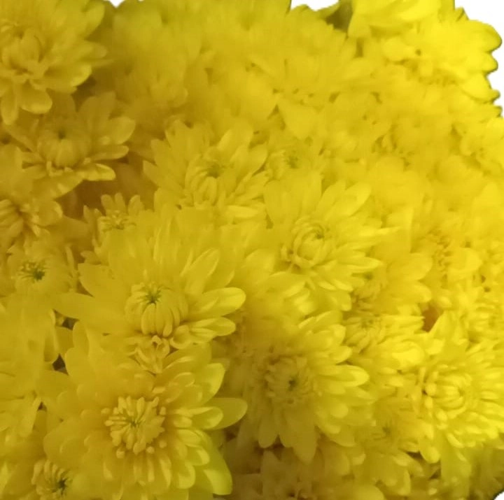 Chrysanthemum spray vasole
