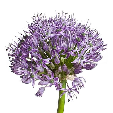 Allium gladiator