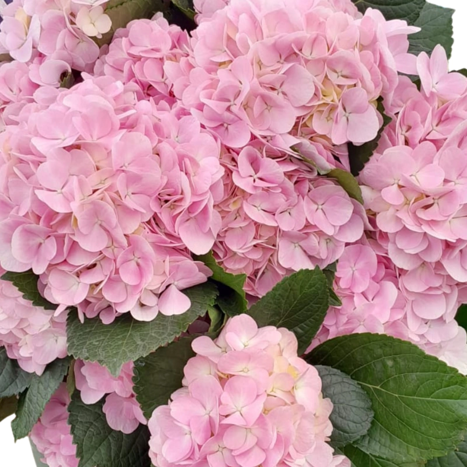 Hydrangea dream pink pink