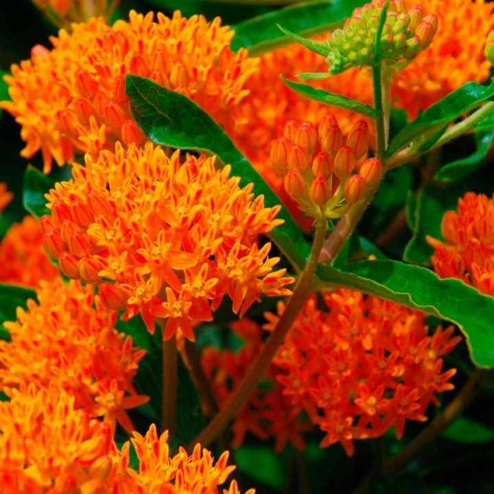 Asclepias orange
