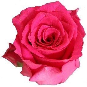 Rose pink rhodos | Wholesale flowers, plants and supplies Rose pink rhodos