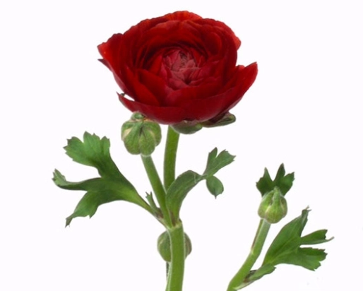 Ranunculus pauline chocolat bordeaux