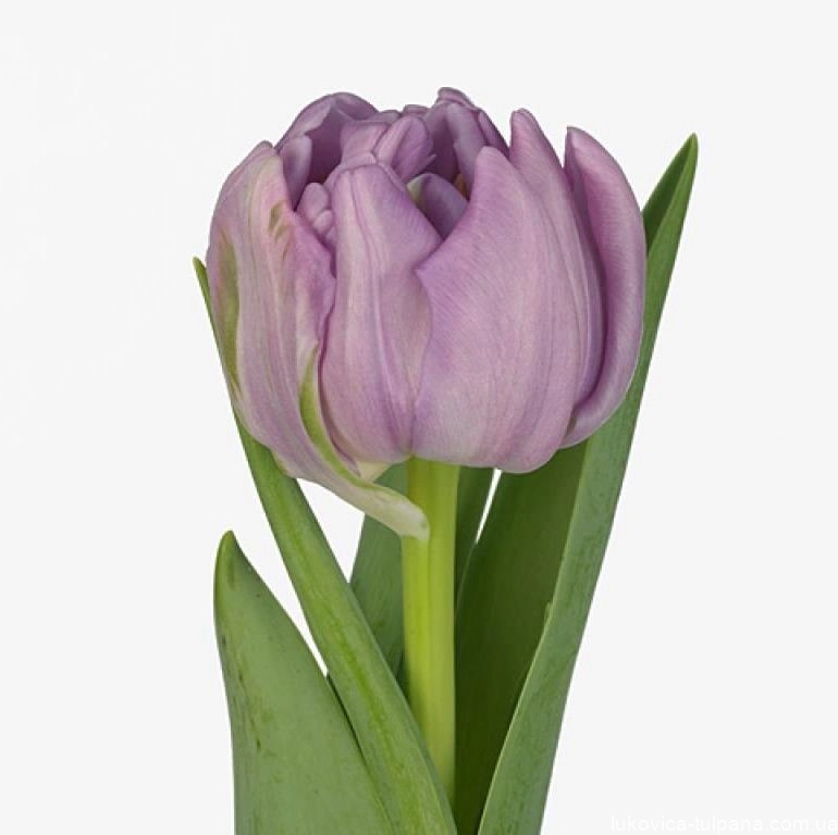 Tulip double kickstart