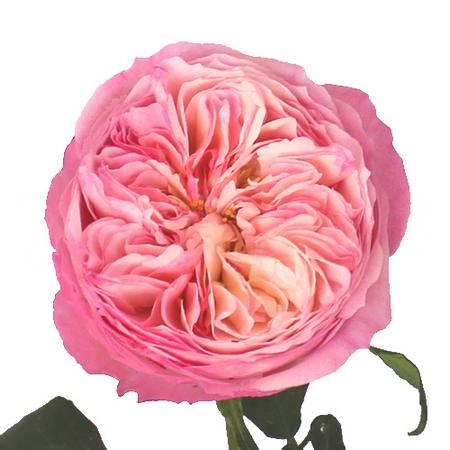 Rose constance
