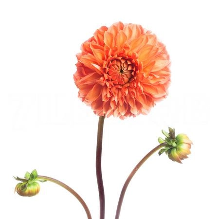 Dahlia sylvia