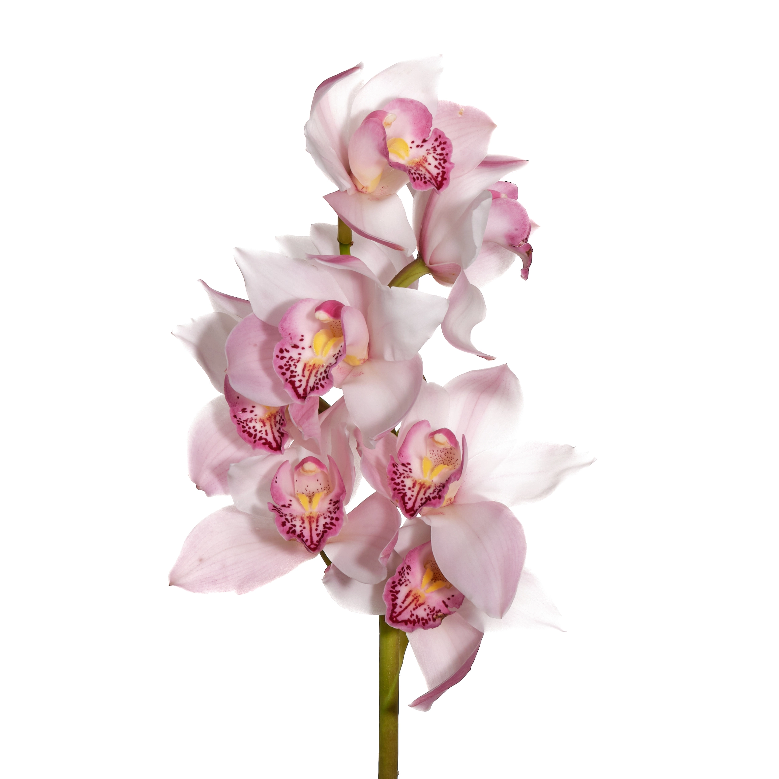 Cymbidium light pink