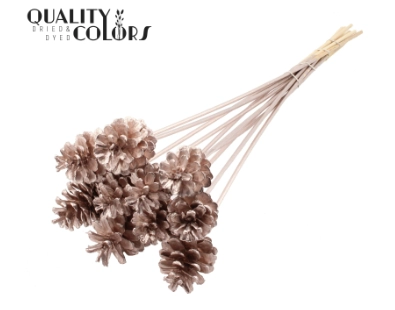 Stick pinecone tinted champagne