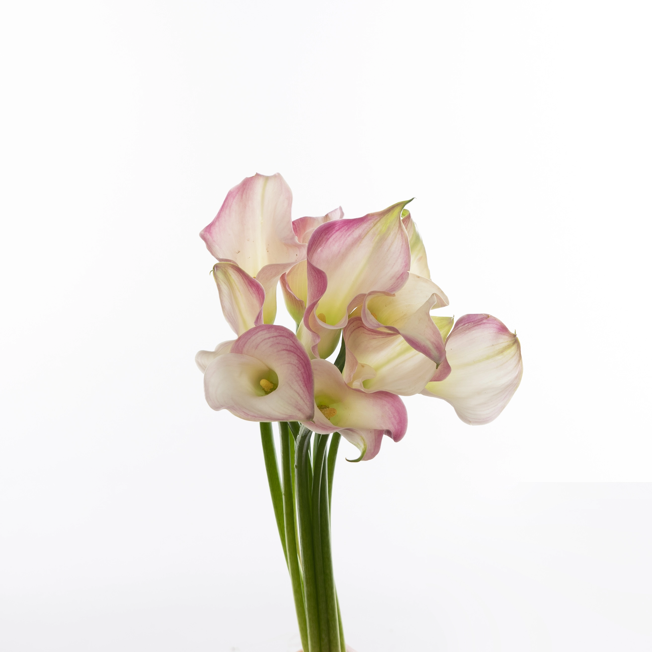 Zantedeschia capt alma