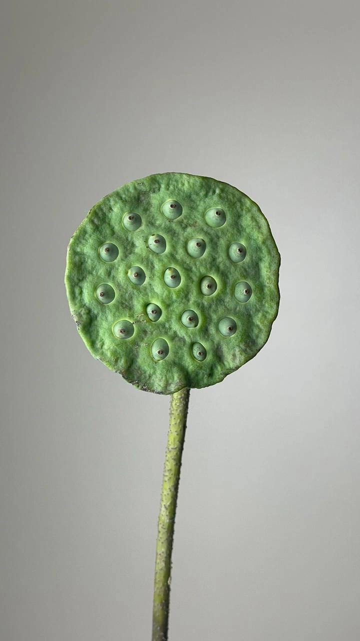 Lotus pods