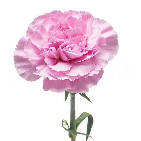 Carnation lavender