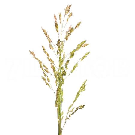 Miscanthus white edge