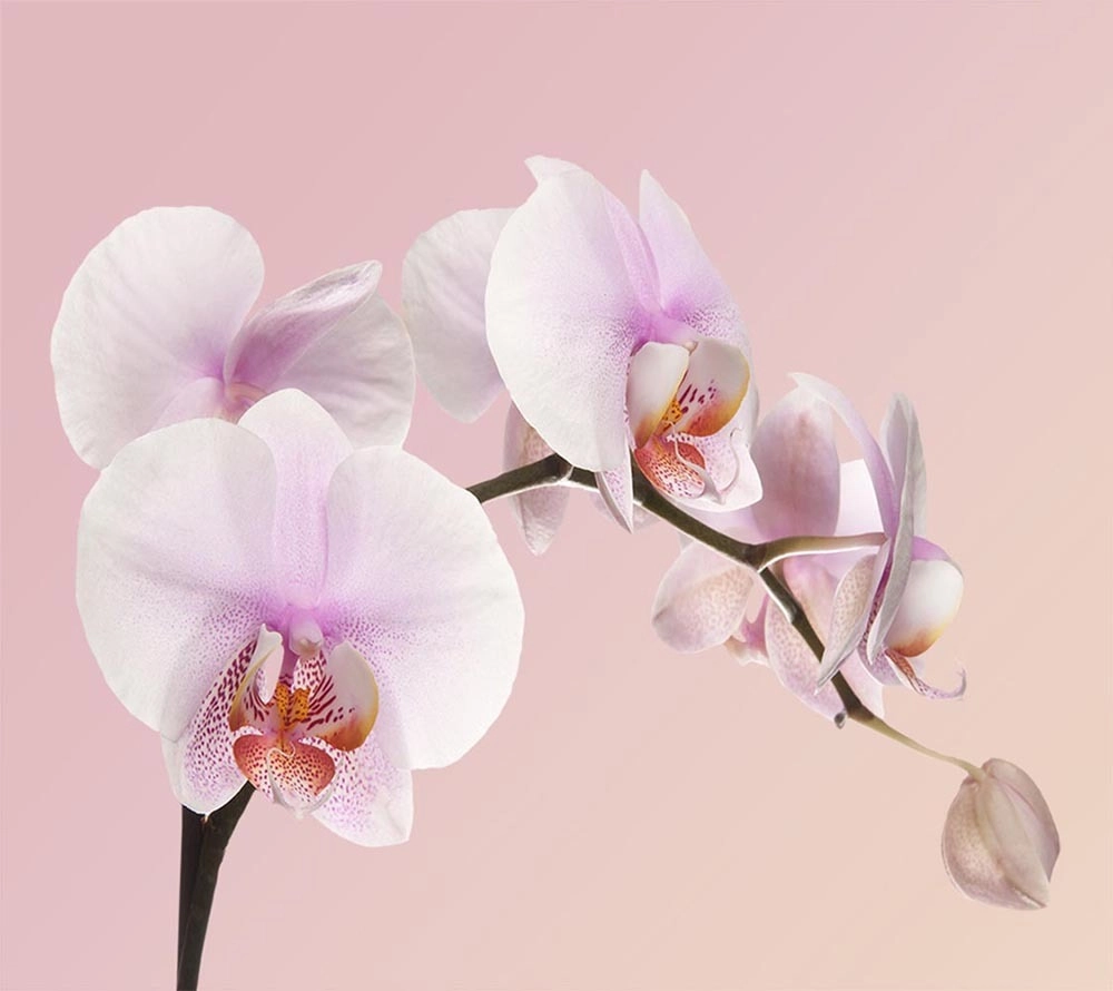 Phalaenopsis light pink