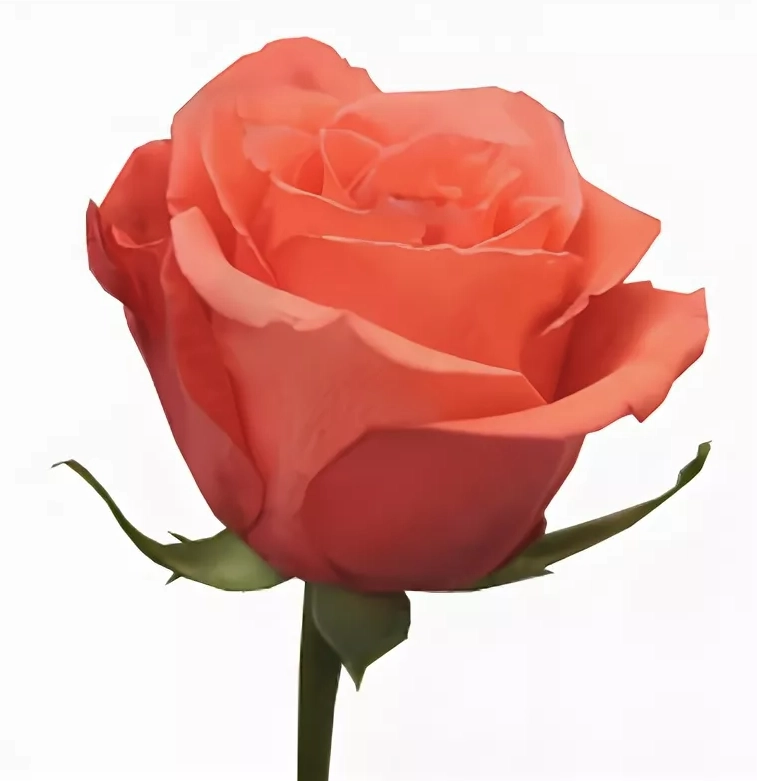 Rose moviestar | Wholesale flowers, plants and supplies Rose moviestar