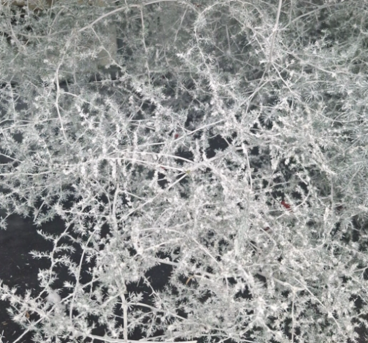 Blad Asparagus wild selvatico colour white