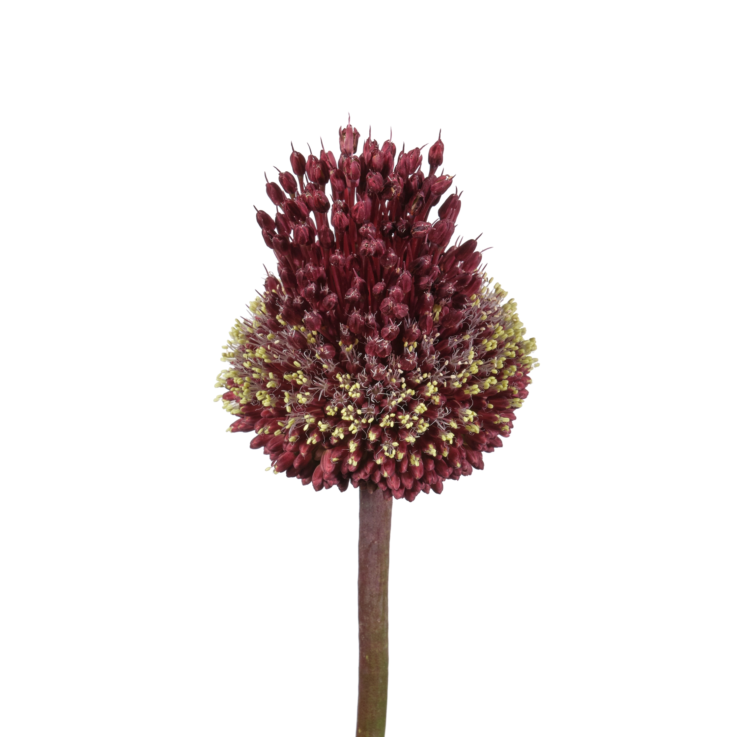Allium red mohican red