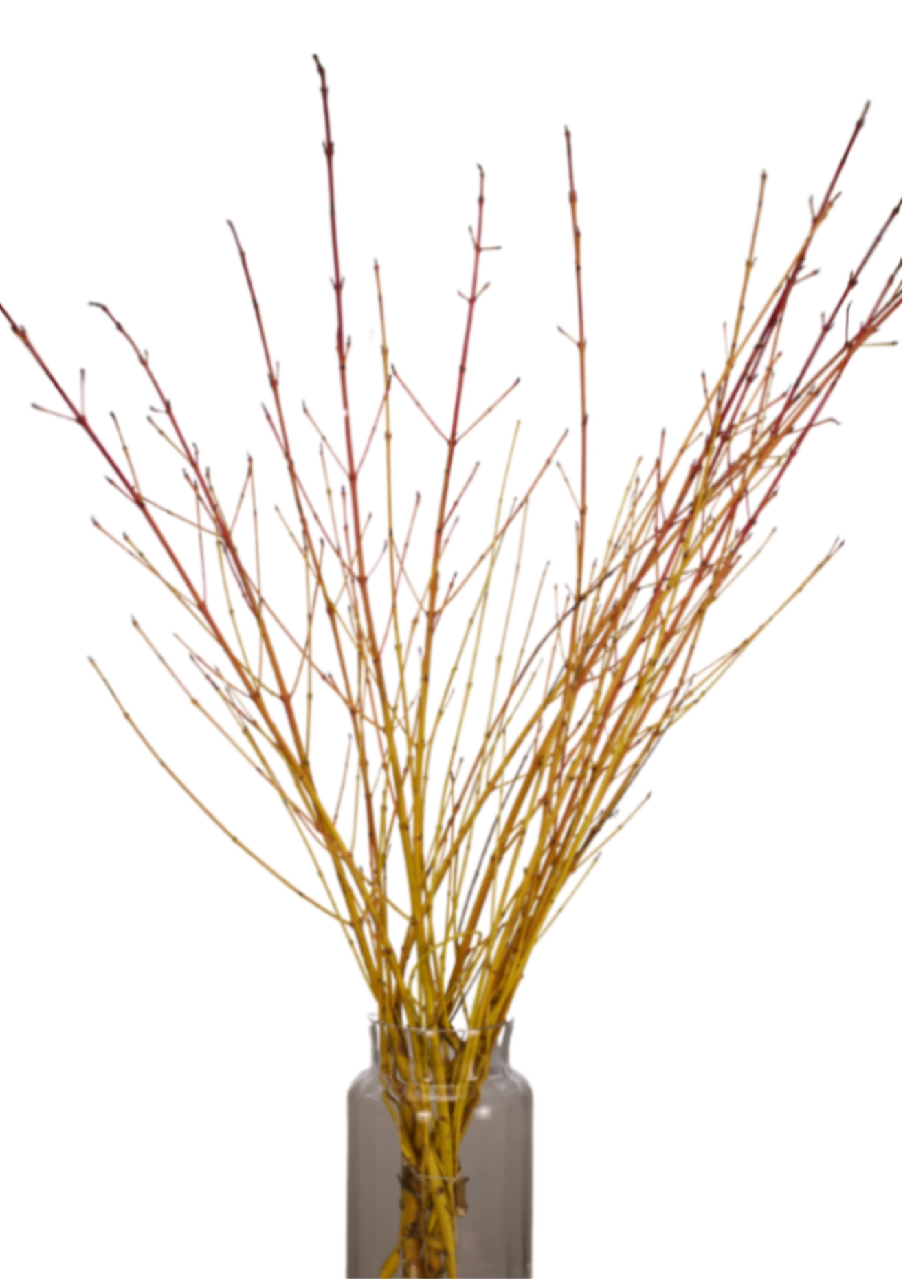 Branch Cornus winter beauty | Wholesale flowers, plants and supplies Branch Cornus winter beauty