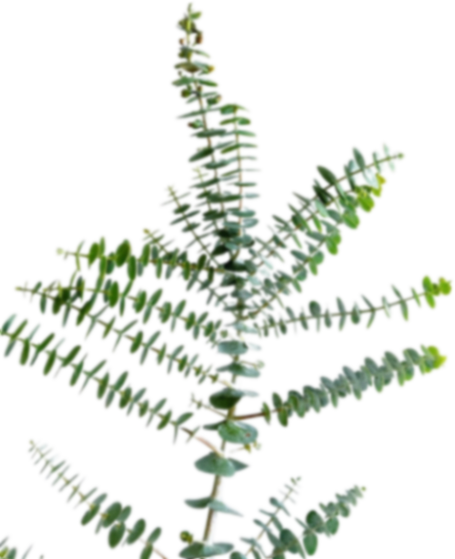 Blad Eucalyptus spray baby blue