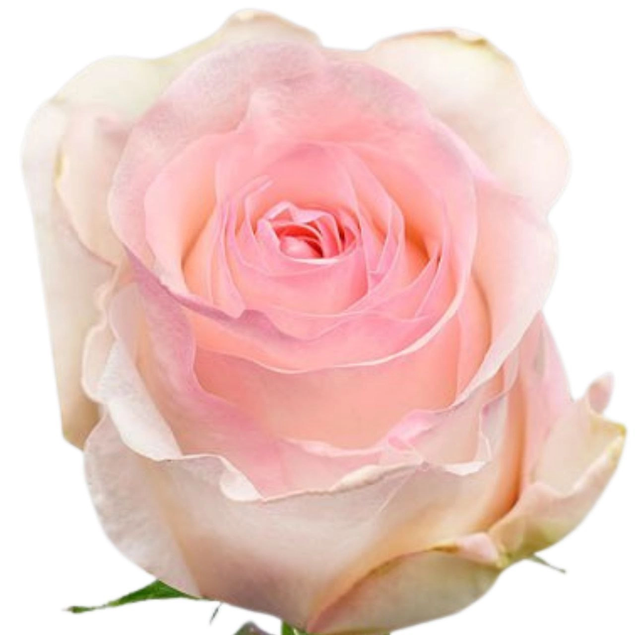 Rose senorita | Wholesale flowers, plants and supplies Rose senorita