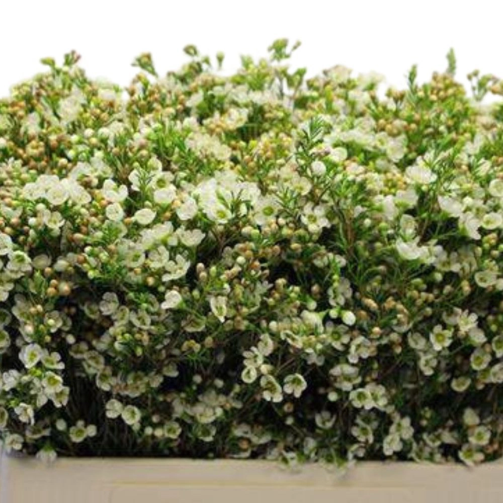 Chamelaucium crystal pearl