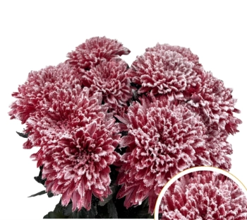 Chrysanthemum painted undercover ruby red + snow