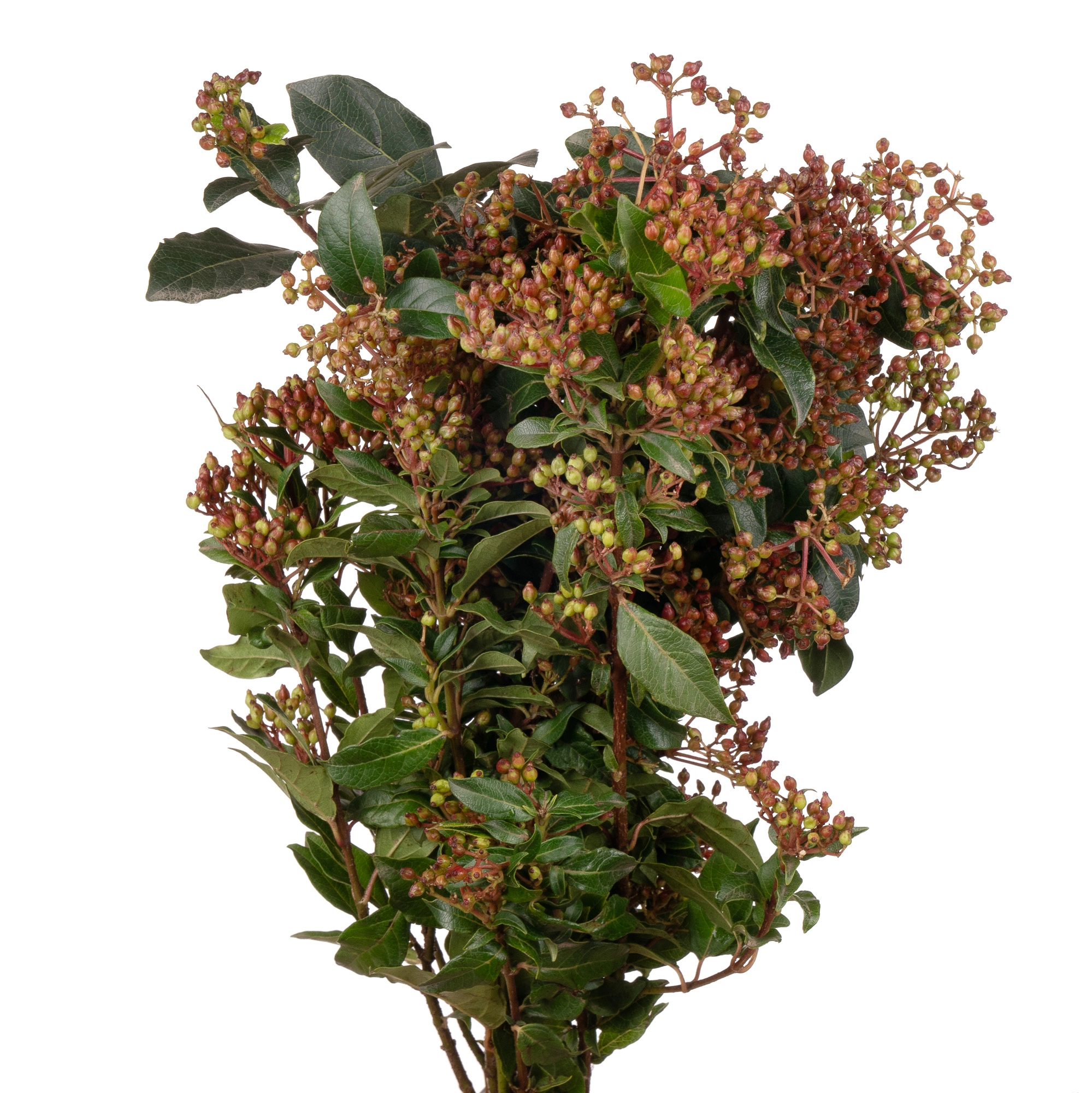 Viburnum tinus red