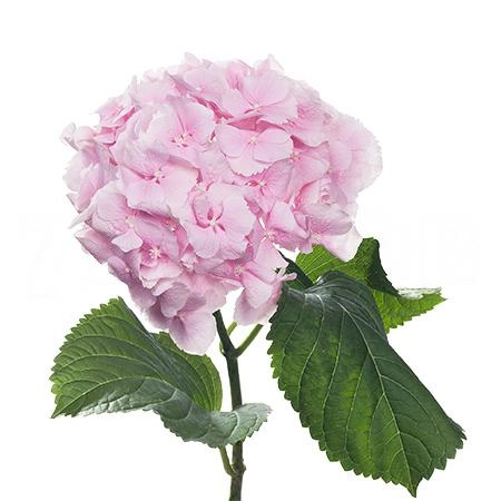 Hydrangea verena pink