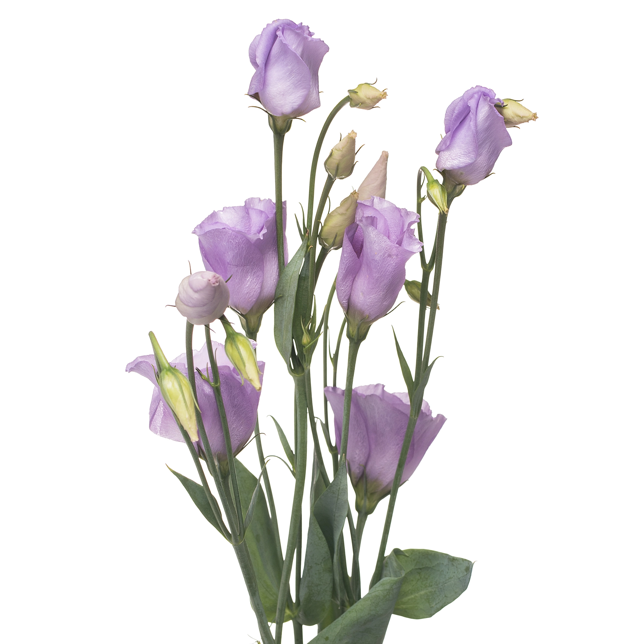 Eustoma enkel piccolo lavend