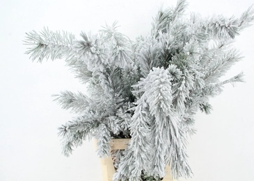Branch Pinus maritima naturel snow
