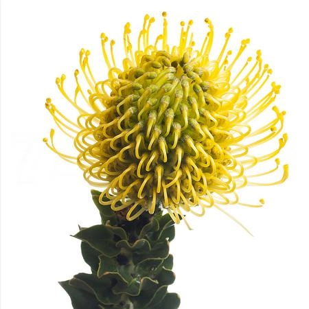 Leucospermum high gold | Wholesale flowers, plants and supplies Leucospermum high gold