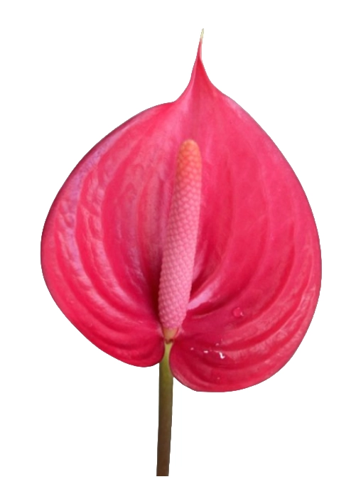 Anthurium red bell