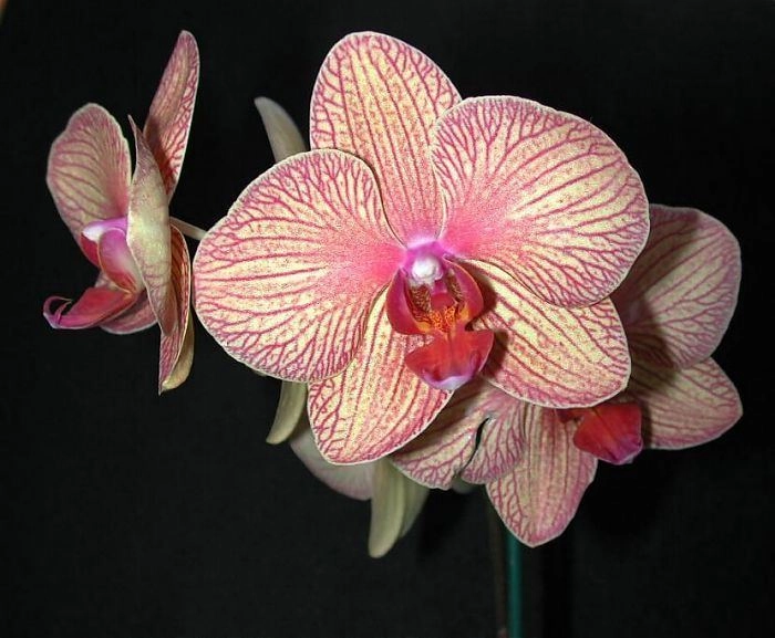 Phalaenopsis baldans kaleidos golden treasure