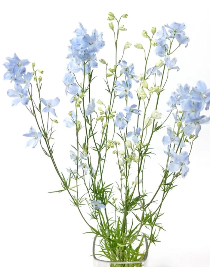 Delphinium mini blue