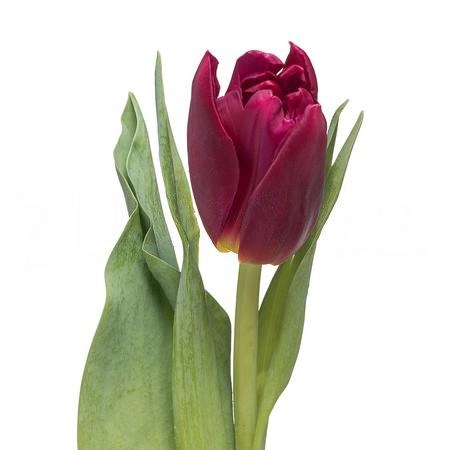 Tulip double world bowl