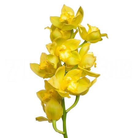 Cymbidium golden wish | Wholesale flowers, plants and supplies Cymbidium golden wish