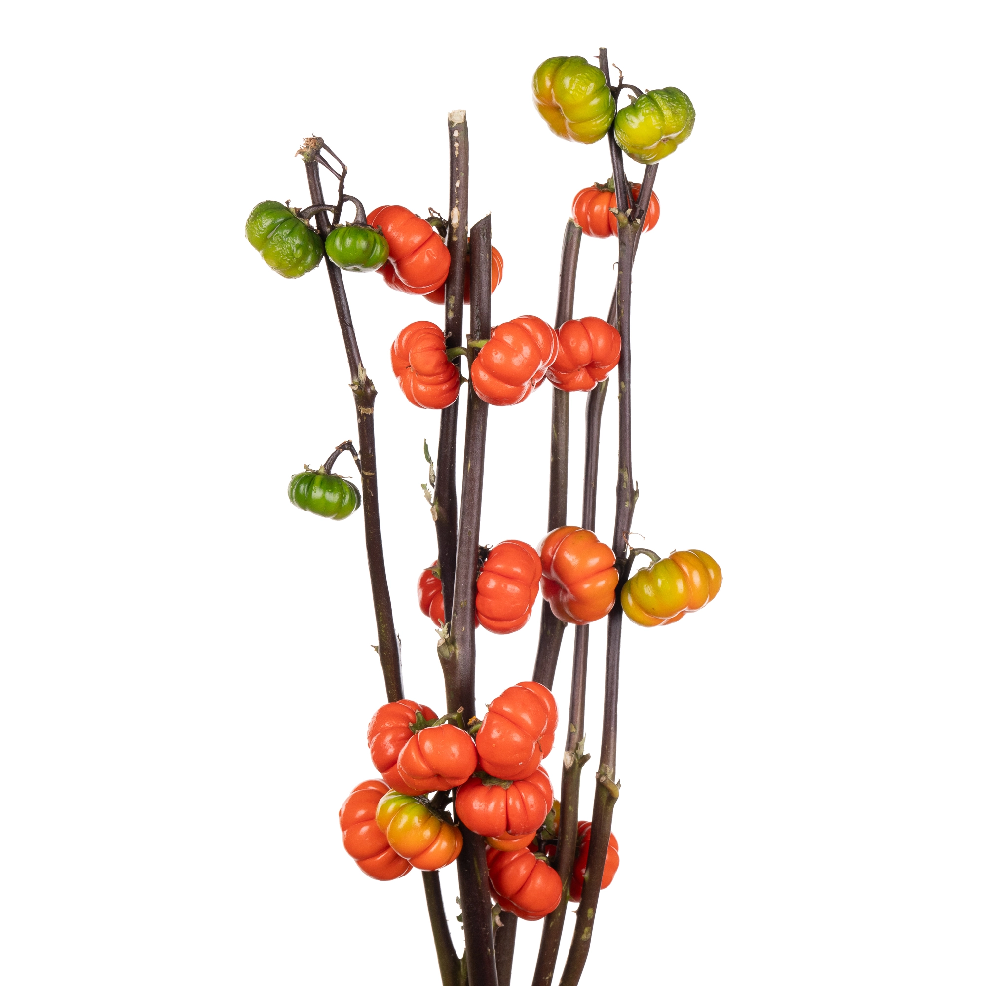 Lycopersicon egyptian fruit