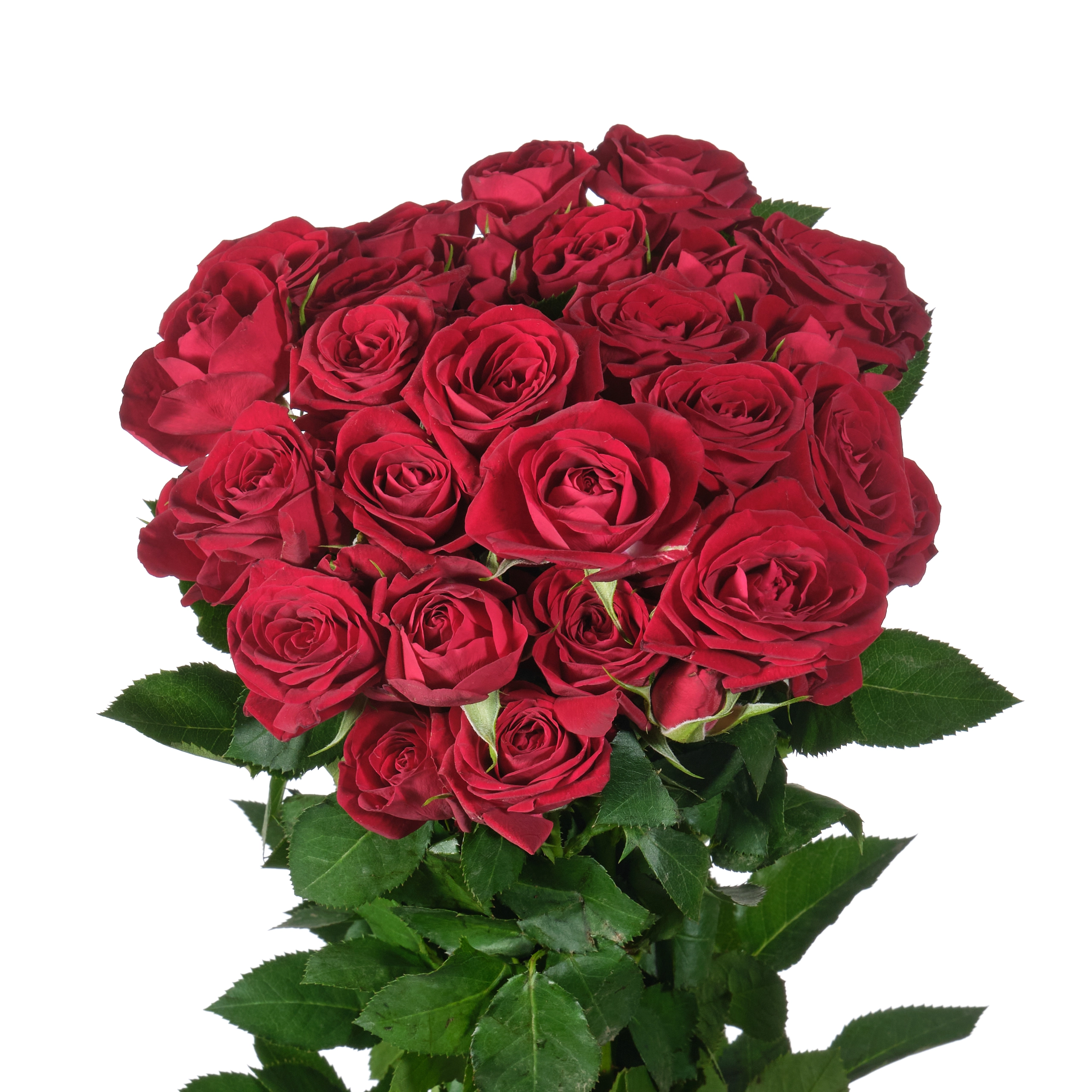 Rose spray rubicon