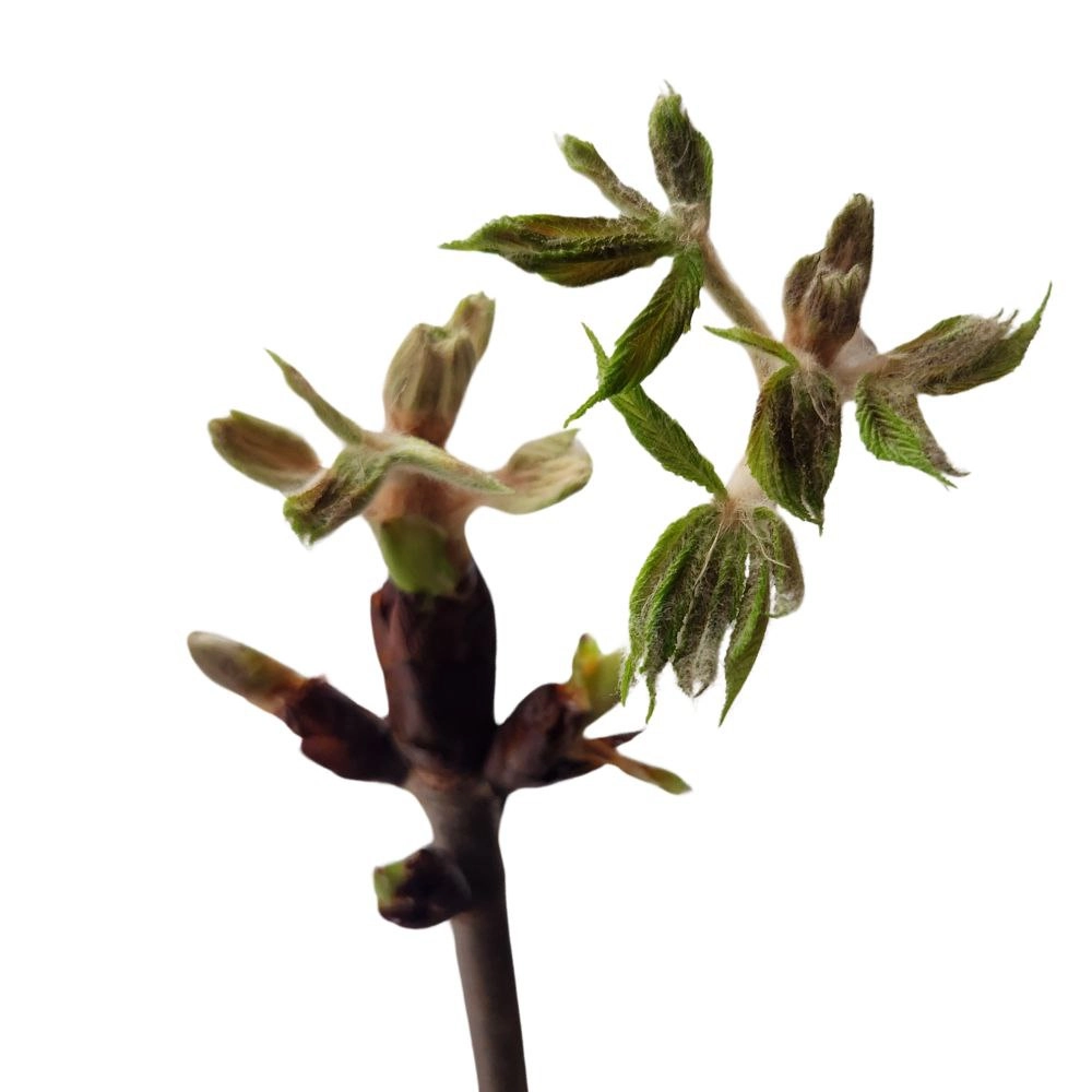 Branch Aesculus