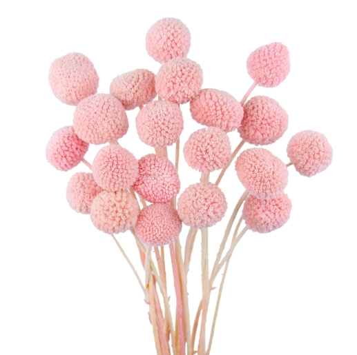 Craspedia pink | Wholesale flowers, plants and supplies Craspedia pink
