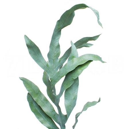 Blad Cyrtomium aureomarginata