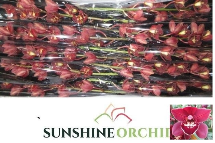 Cymbidium Mini senna feline | Wholesale flowers, plants and supplies Cymbidium Mini senna feline